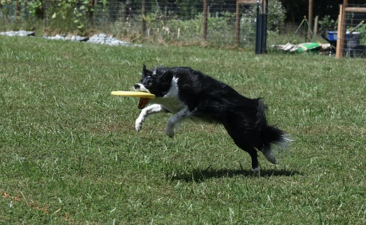 Indoor Frisbee Fun for Your Pup: Let’s Get the Playtime Party Started with a Dog Chase Toy!